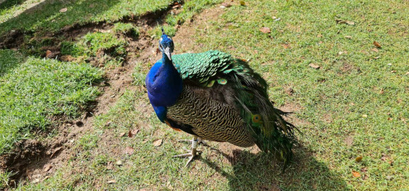 Hello thee! Peacock at the Gardens of the Crystal Palace